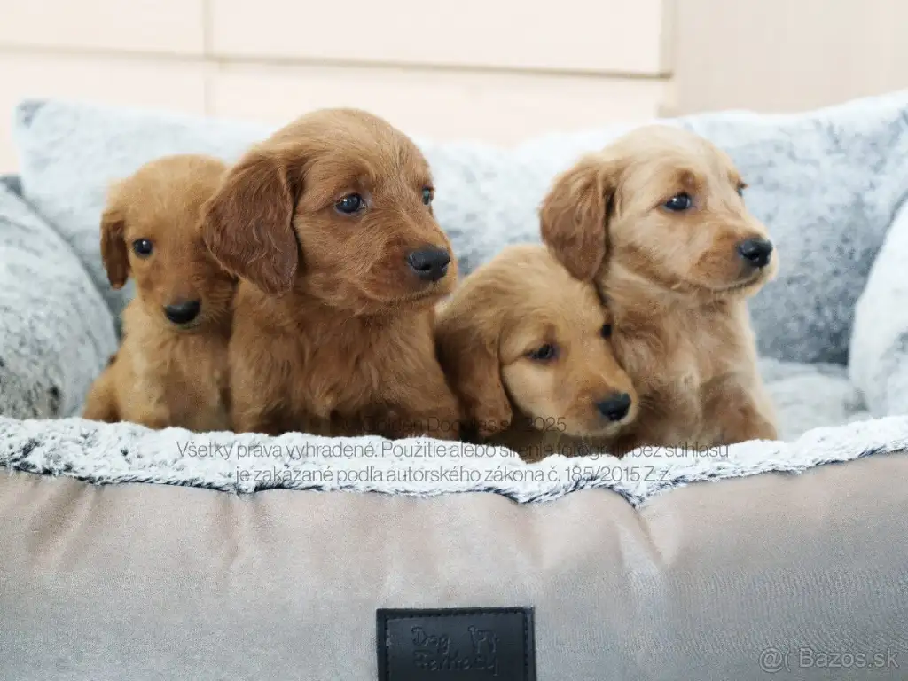 🐶✨ EXKLUZÍVNE Goldendoodle Šteniatka - Cena 1599 €!