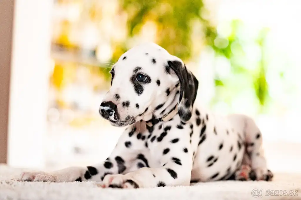 🐾 Šteniatko dalmatína s rodokmeňom FCI - foto 1