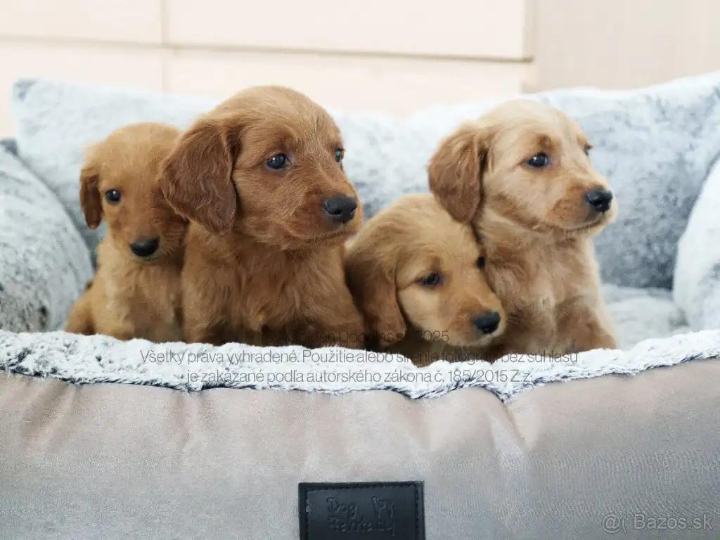 🐶✨ EXKLUZÍVNE Goldendoodle Šteniatka - Cena 1599 €! - foto 1