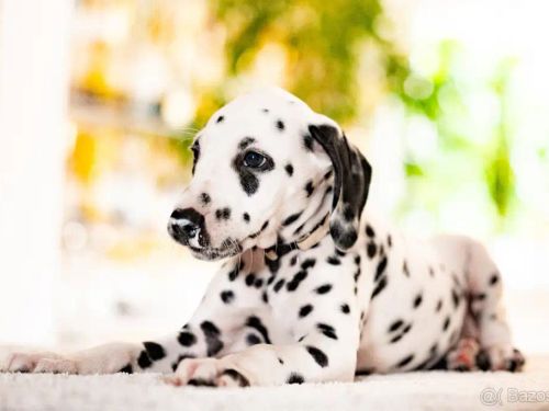 🐾 Šteniatko dalmatína s rodokmeňom FCI